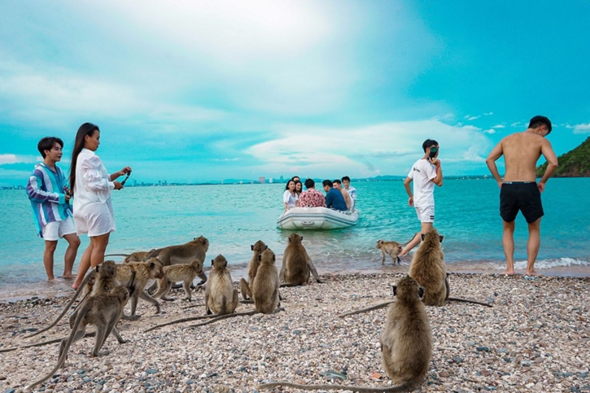Monkey Island Pattaya